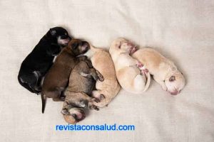 Qué Significa Soñar Con Perritos Recién Nacidos